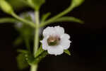 Florida hedgehyssop